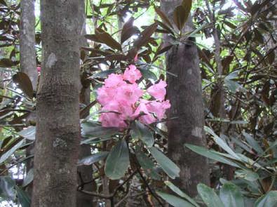 �c���Ă�����ւ̃V���N�i�Q